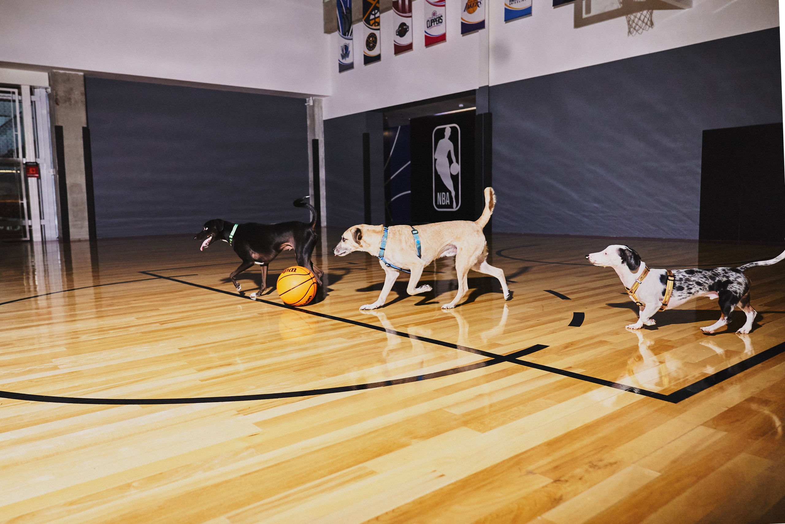 Petlove anuncia parceria inédita com a NBA no Brasil